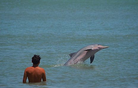 golfinhos em pipa