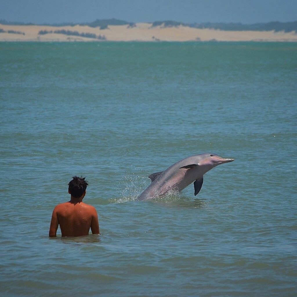 golfinhos em pipa, tibau do sul